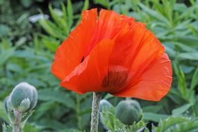 Poppy Blossom Bloom
