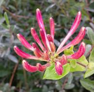 Nature Flower Honeysuckle