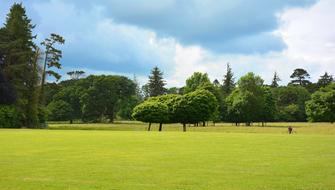 beautiful view of a meadow with trees