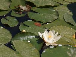 Frog Waterlily Prince