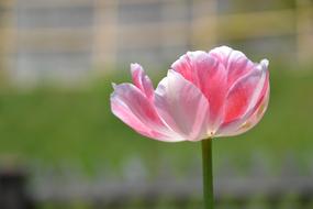 Tulip Flower Blossom