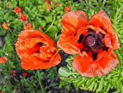 orange Poppy Blossoms in garden