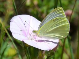 beautiful butterfly on a flower bud