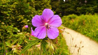 Flower Primrose Primula