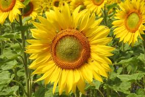 Sunflower Blossom field