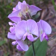 Pea Fabaceae Spring Delicate Blooming Flower