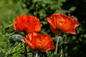 Poppy Flower Blossom