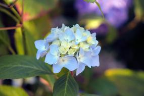 Hydrangea Flowers in Garden