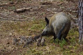 family of boars in the woods