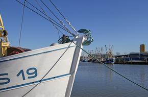 Shrimp Cutter Port