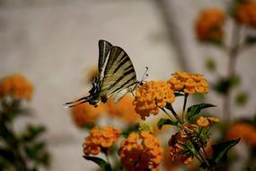Butterfly Flowers Orange