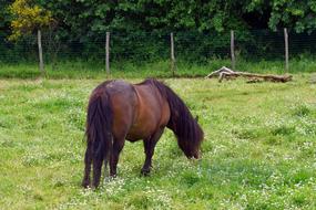 farm horse eating grass