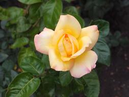 Blooming Yellow Rose in the Garden in Spring
