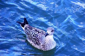 bird on the water in the wild