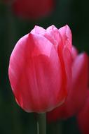 Tulip Pink Flower