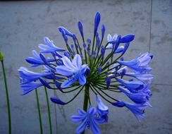 blue flowers on a lake background