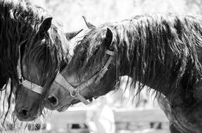 Stallions Noriker Breeding