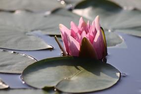 pink flower in the pond is beautiful