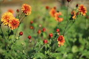 small orange wildflowers