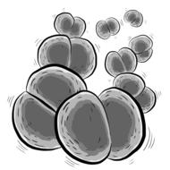gray bacteria drawing