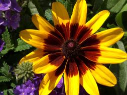 big yellow flower in the garden