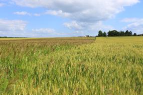 wheat wild field by the tree