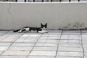 Cat Rests in Courtyard