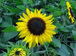 gorgeous sunflower in the field