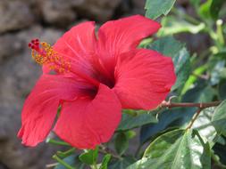 Hibiscus Flower Red
