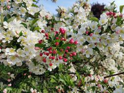 Flowers Crabapple Blossom