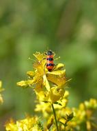 Beetle Coleoptera Black And Orange