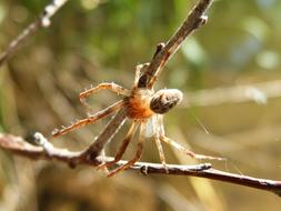 Spider Detail Branch