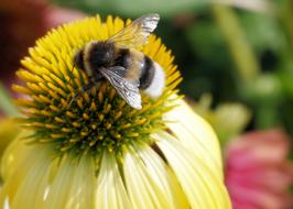 incredible Hummel Insect