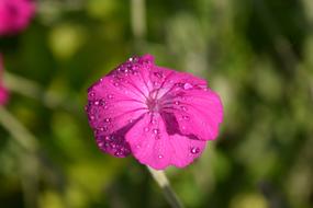 Crowns Campion Lychnis Coronaria flower