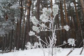 Winter Nature Landscape