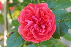 Rose Blossom Bloom