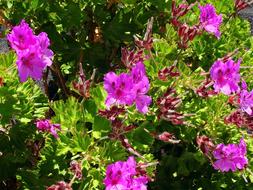 Pelargonium Purple Flowers Violet