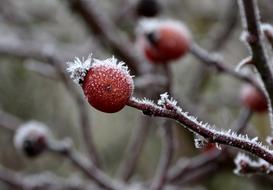 Frost Rose Hip Winter