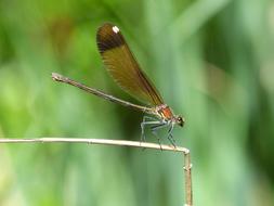 Libella Black Dragonfly Calopteryx