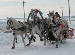 beautiful horses harnessed to a cart