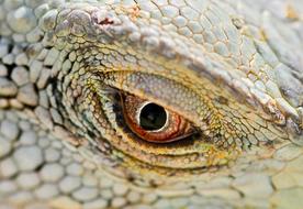 beautiful iguana eye closeup