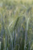 Corn Rye Field The Cultivation
