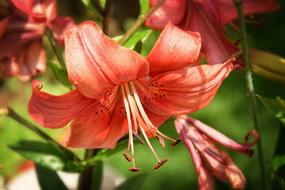 Lily Garden Orange Flower