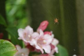 Cherry Blossom Spider Macro
