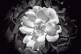 Rose Bloom Black White And