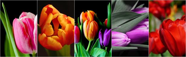 colored tulips on a black background