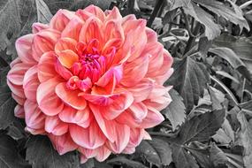 Dahlia Blossom Bloom