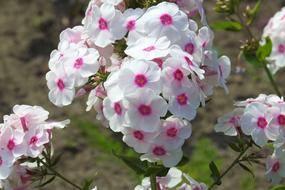 Phlox Garden Flower