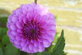 Dahlia Garden Blossom