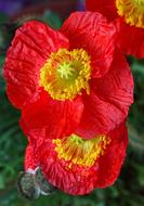 Flower Poppy Blossom